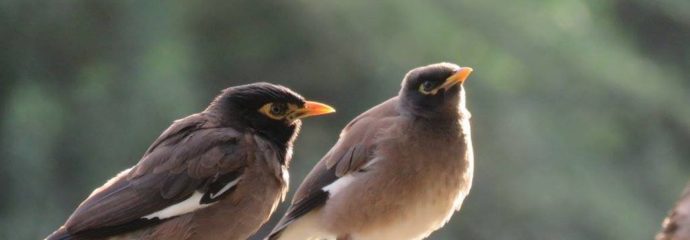 Colour Inspiration with Dulux Colours