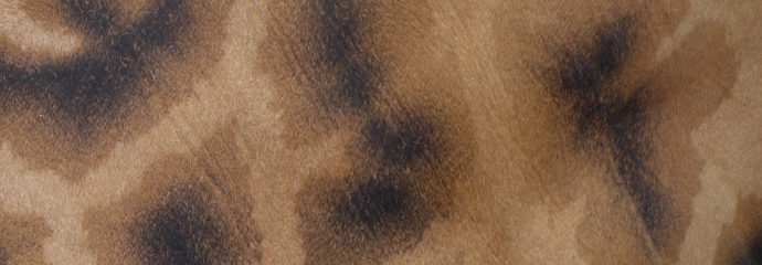 A Giraffe and a Pony Inspires Auburn Colour Scheme!