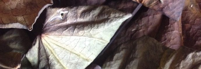 Colour Inspiration From Kawakawa Leaves