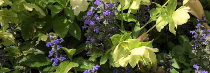 Inspiration in Your Garden